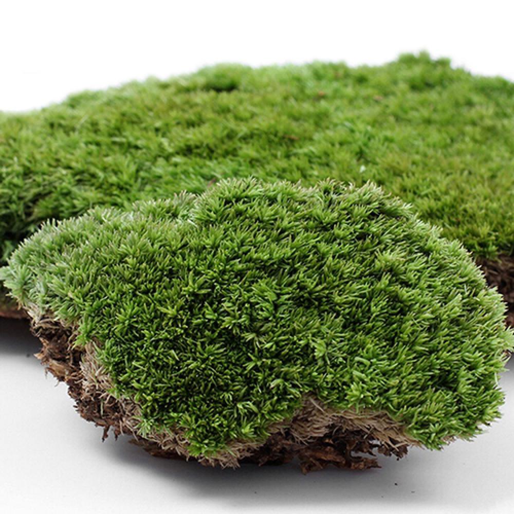 Terrarium Moss Art - Yapay yeşil çim Moss bitki süs