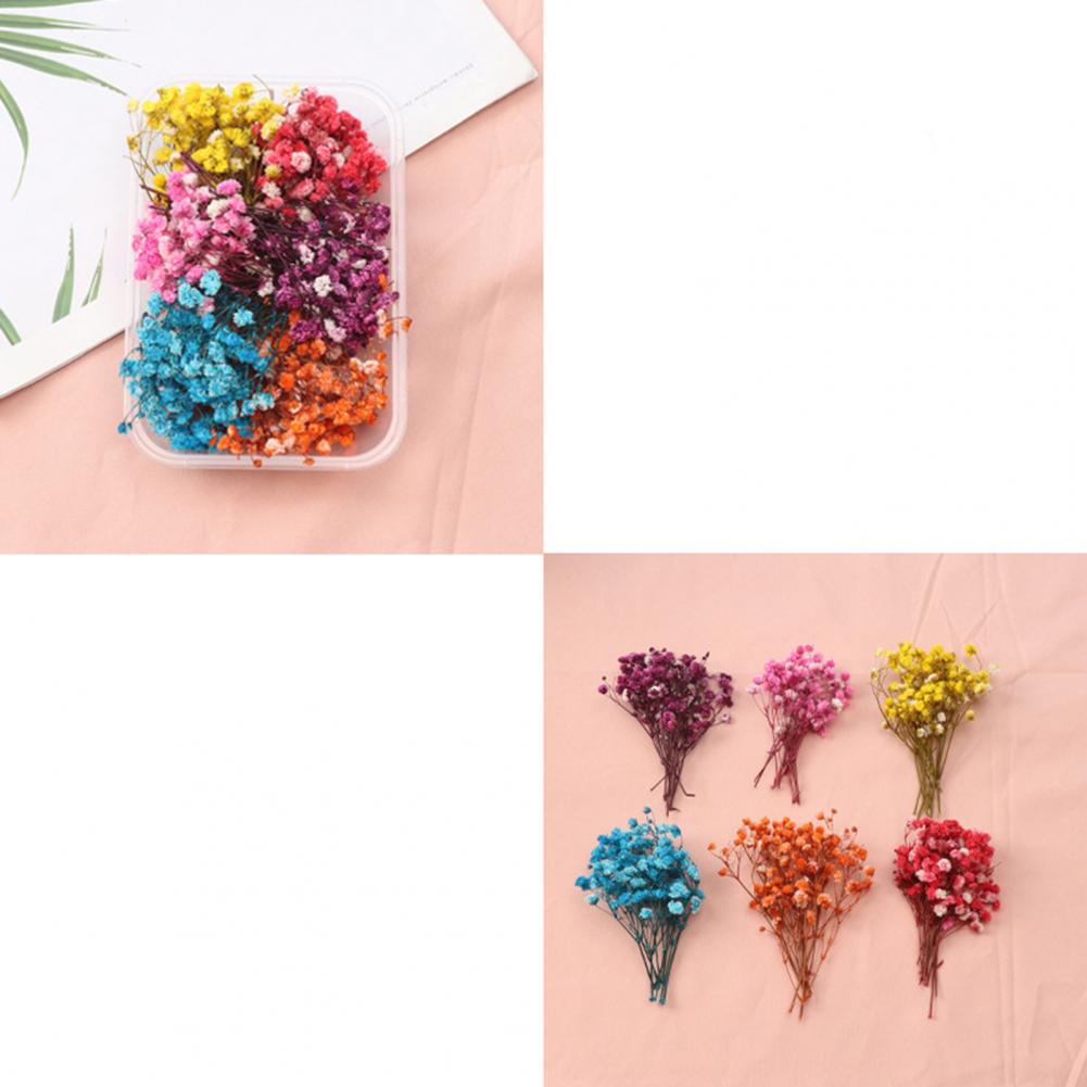 Dried Flower Bulk - Doğal çiçekler Diy kurutulmuş çiçek kiti