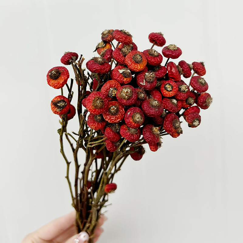 10 adet/demet kurutulmuş kuşbu - Dried Flower Bulk incelemesi ve fiyatı