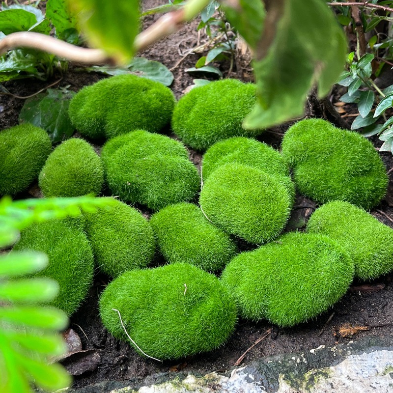 5/30 adet Simülasyon Yosun Taş - Terrarium Moss Art incelemesi ve fiyatı