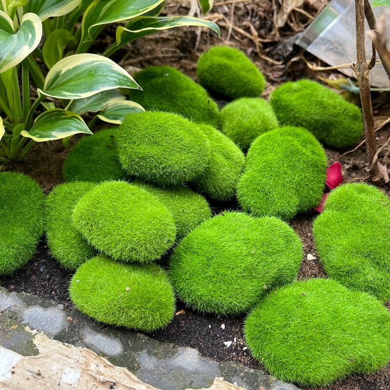 5/30 adet Simülasyon Yosun Taş - Terrarium Moss Art incelemesi ve fiyatı