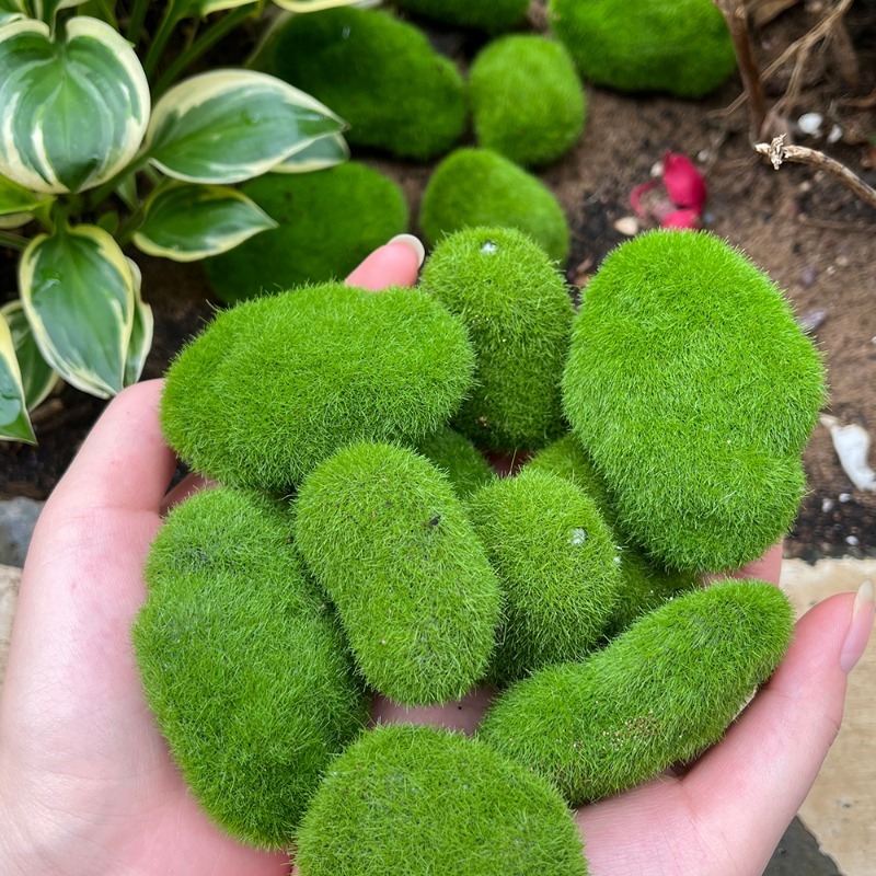 5/30 adet Simülasyon Yosun Taş - Terrarium Moss Art incelemesi ve fiyatı
