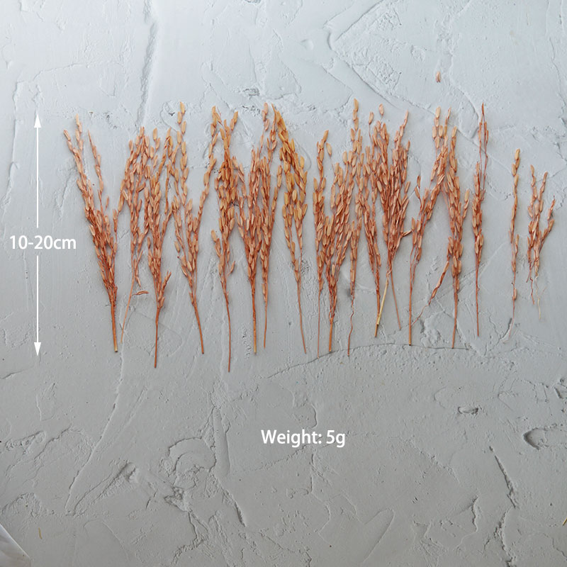 5g/Broomcorn Boyalı Kurutulmuş - Dried Flower Bulk incelemesi ve fiyatı
