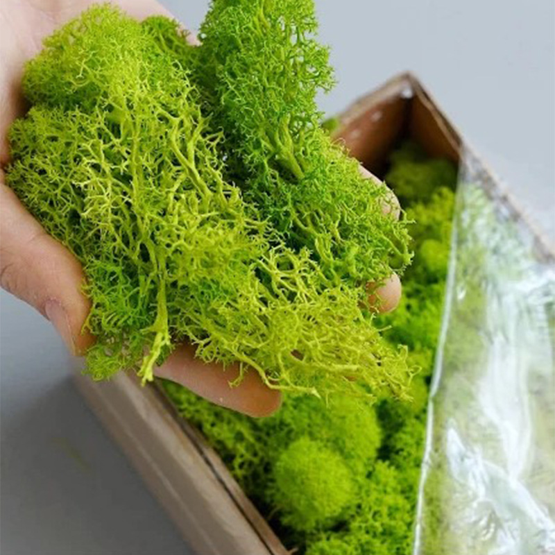 100/200/500g Ebedi Yaşam Yosun - Terrarium Moss Art incelemesi ve fiyatı