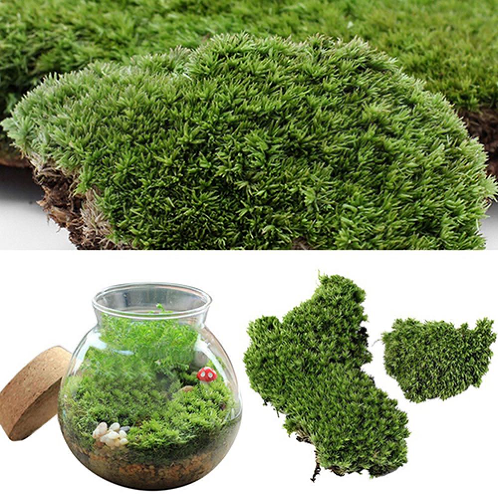 Yapay yeşil çim Moss bitki süs - Terrarium Moss Art incelemesi ve fiyatı