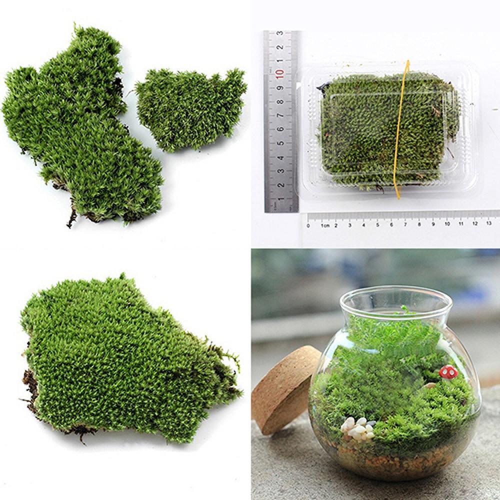 Yapay yeşil çim Moss bitki süs - Terrarium Moss Art incelemesi ve fiyatı