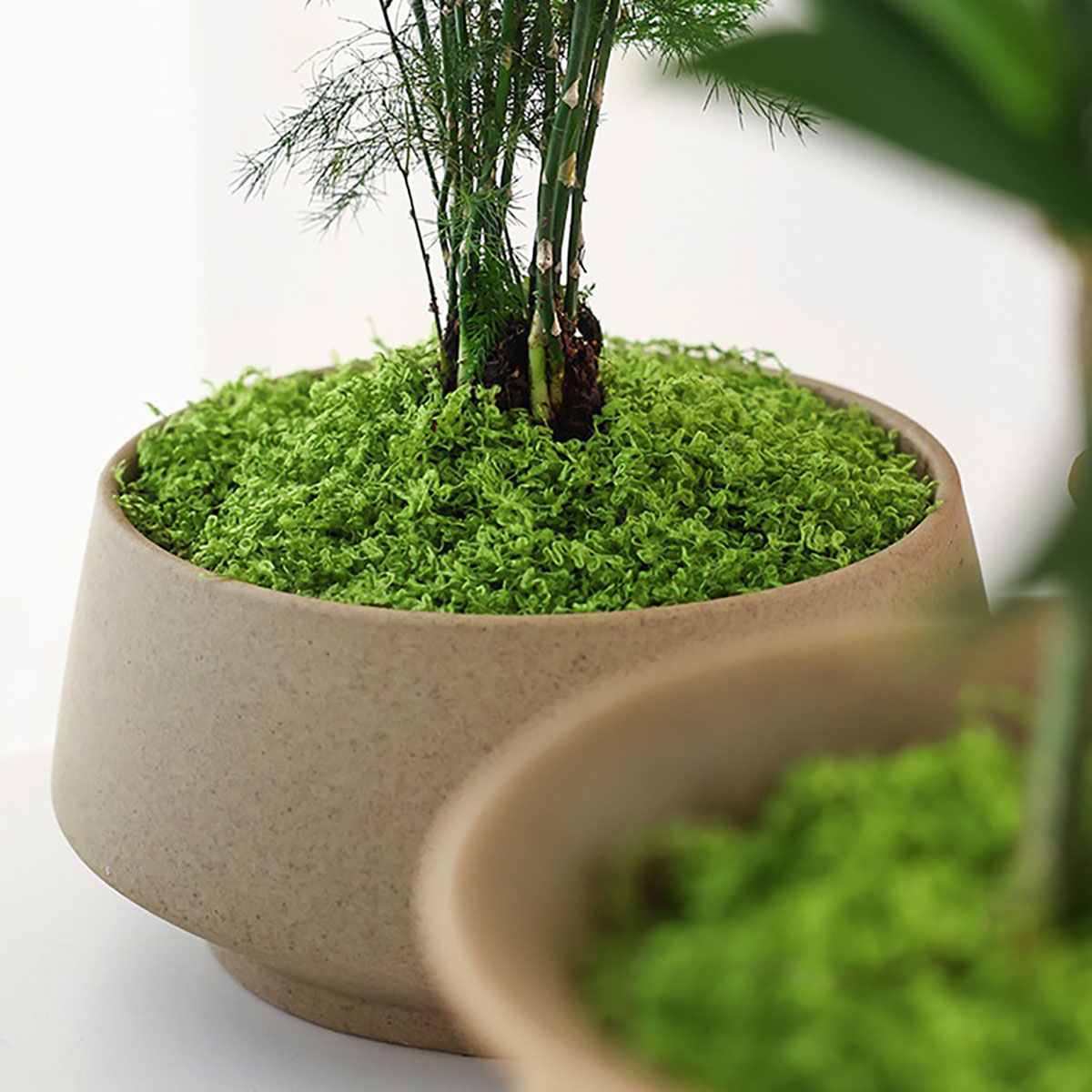 Yaklaşık 20g Yapay Yeşil Bitki - Terrarium Moss Art incelemesi ve fiyatı