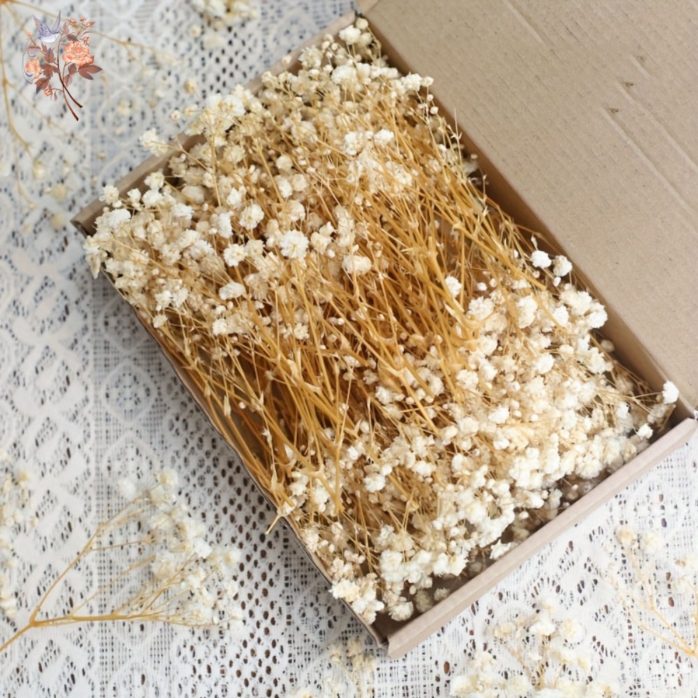 100 adet Mini Kurutulmuş Cipso - Dried Flower Bulk incelemesi ve fiyatı